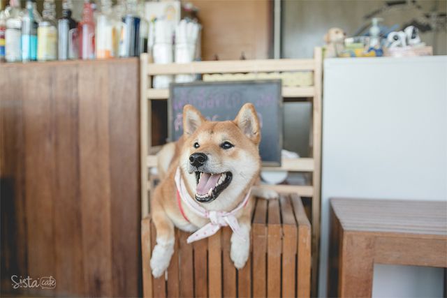 สนุกๆ กับ สุนัขสายพันธ์ชิบะ คาเฟสุนัขย่านตลิ่งชั่น Inu Machi Cafe