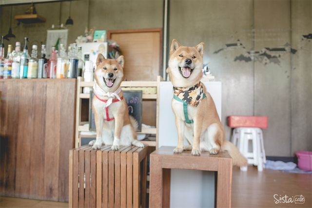 เจ้าหมา 2 ตัว สายพันธ์ชิบะ ที่ Inu Machi Cafe คาเฟสุนัขย่านตลิ่งชั่น
