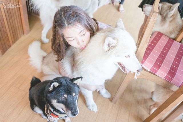 สุนัขพันธ์ไซบีเรียน กับสุนัขสายพันธ์ชิบะ คาเฟสุนัขย่านตลิ่งชั่น Inu Machi Cafe