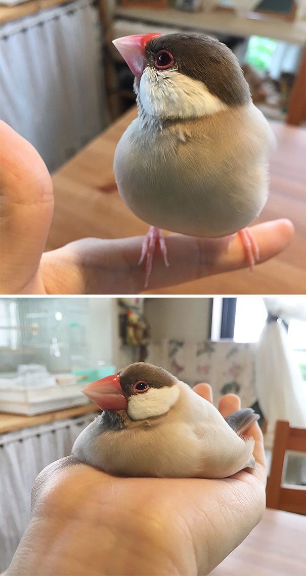 1489171231 cute melted animals 33 58c144f9215fb 605
