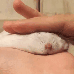 1489171420 cute melting animals 42 58bed613e54d4  605