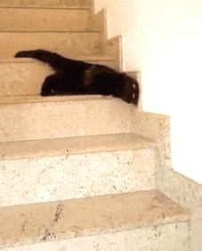 1489171540 cute melted animals 53 58c000f383604  605