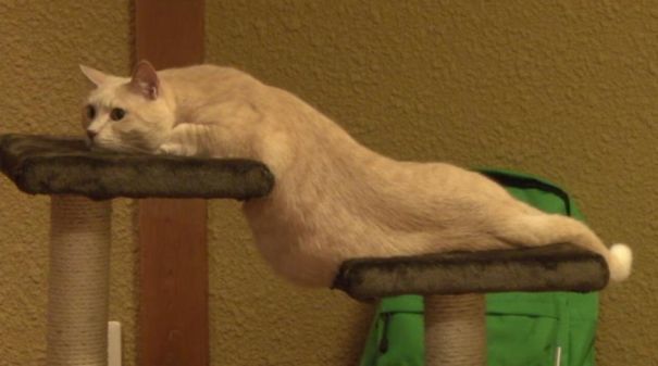 1489171604 cute melted animals 9 58beb620da23d  605