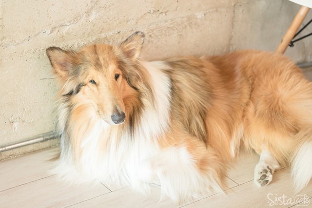 ร้านกาแฟในกรุงเทพ คาเฟ่ dog in town