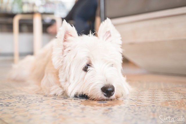 ร้านกาแฟในกรุงเทพ คาเฟ่ dog in town