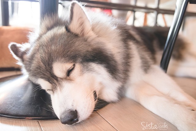 ร้านกาแฟในกรุงเทพ คาเฟ่ dog in town