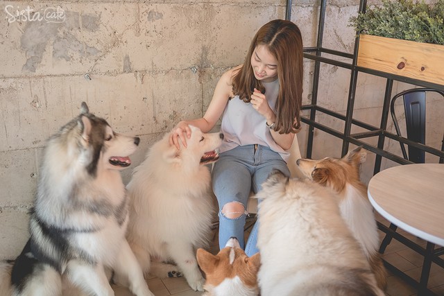 ร้านกาแฟในกรุงเทพ คาเฟ่ dog in town