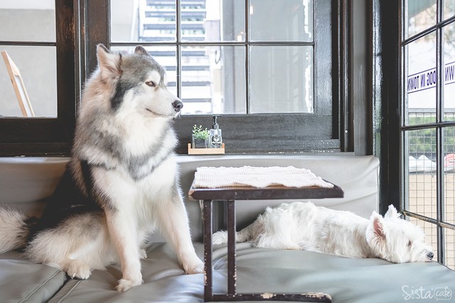 ร้านกาแฟในกรุงเทพ คาเฟ่ dog in town