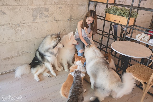 ร้านกาแฟในกรุงเทพ คาเฟ่ dog in town