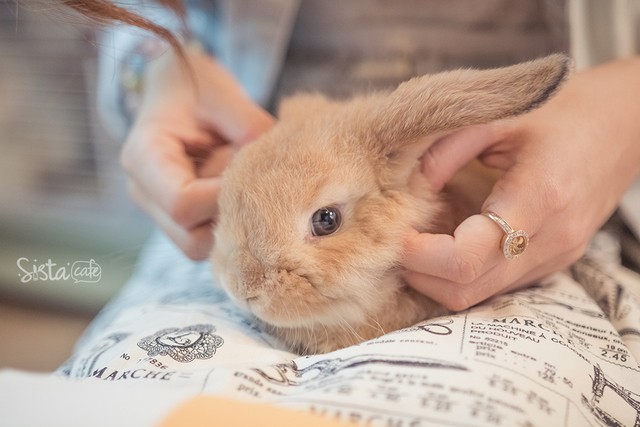 รีวิว คาเฟ่กระต่าย Bunny Sweet Home