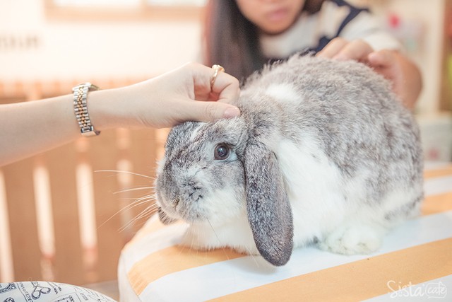ร้านกาแฟในกรุงเทพ คาเฟ่กระต่าย rabbito cafe