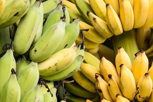 1492494697 cultivated banana 2