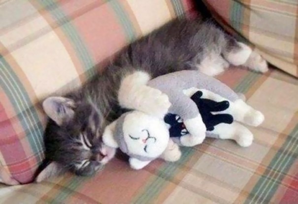 1492753064 animals sleeping cuddling stuffed toys 122 58f06e90af89e  605