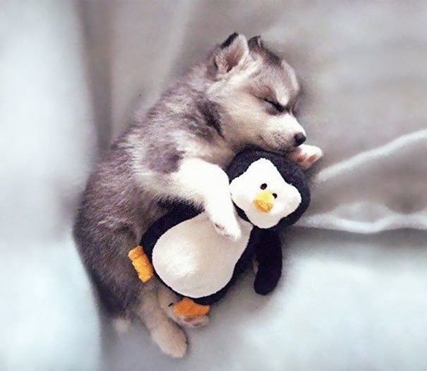1492753240 animals sleeping cuddling stuffed toys 118 58f069e1785d3  605