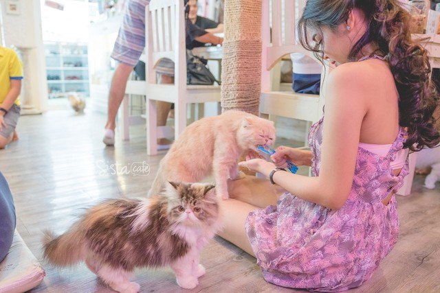 รีวิวคาเฟ่ คาเฟ่แมว คาเฟ่ Caturday Cat Cafe