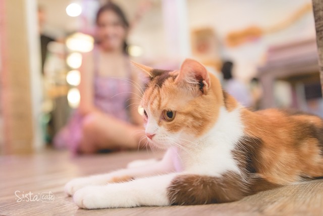 https://image.sistacafe.com/images/uploads/content_image/image/341888/1492774265-Caturday-96.jpg
