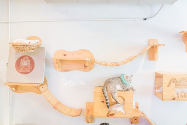 รีวิวคาเฟ่ คาเฟ่แมว คาเฟ่ Caturday Cat Cafe