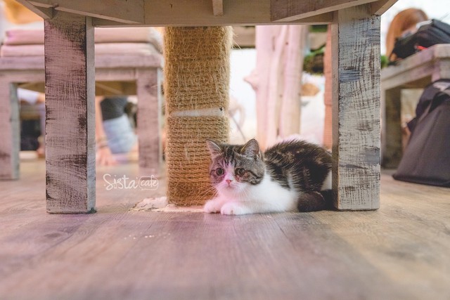 รีวิวคาเฟ่ คาเฟ่แมว คาเฟ่ Caturday Cat Cafe