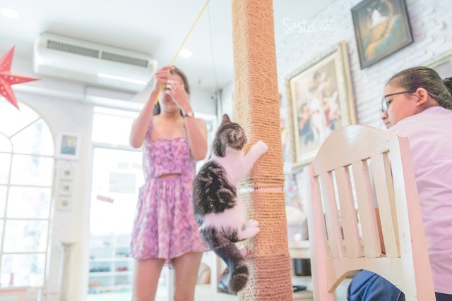 รีวิวคาเฟ่ คาเฟ่แมว คาเฟ่ Caturday Cat Cafe