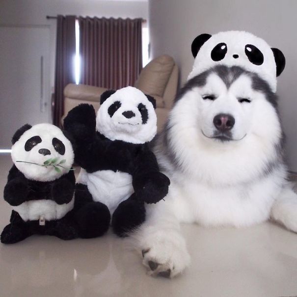 1493102538 husky look like panda maru 16 58fdc04bce12b 605