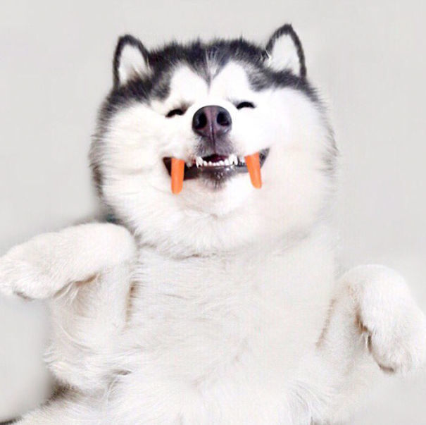 1493102679 husky look like panda maru 57 58fdc795cd7f6 605