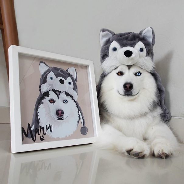 1493102768 husky look like panda maru 6 58fdc0369f1bf 605