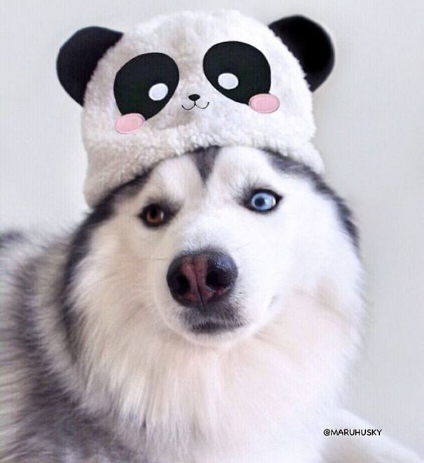 1493102800 husky look like panda maru 41 58fdc087e243f 605