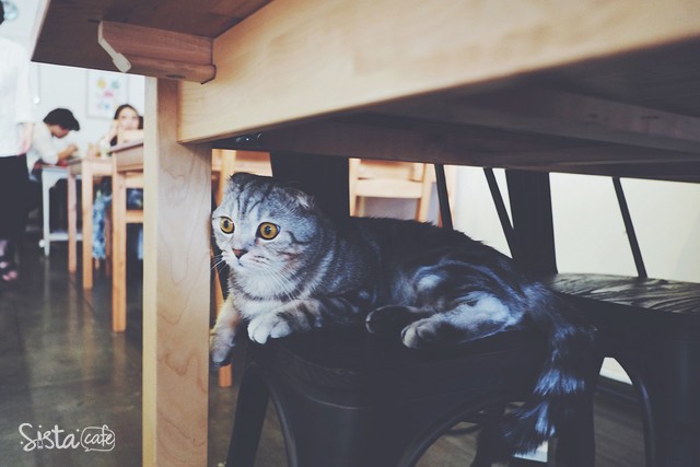 คาเฟ่ชาเขียว น่ารักๆ สุขุมวิท 39 Tealily Cafe