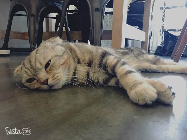 คาเฟ่ชาเขียว น่ารักๆ สุขุมวิท 39 Tealily Cafe แมว โมจิ