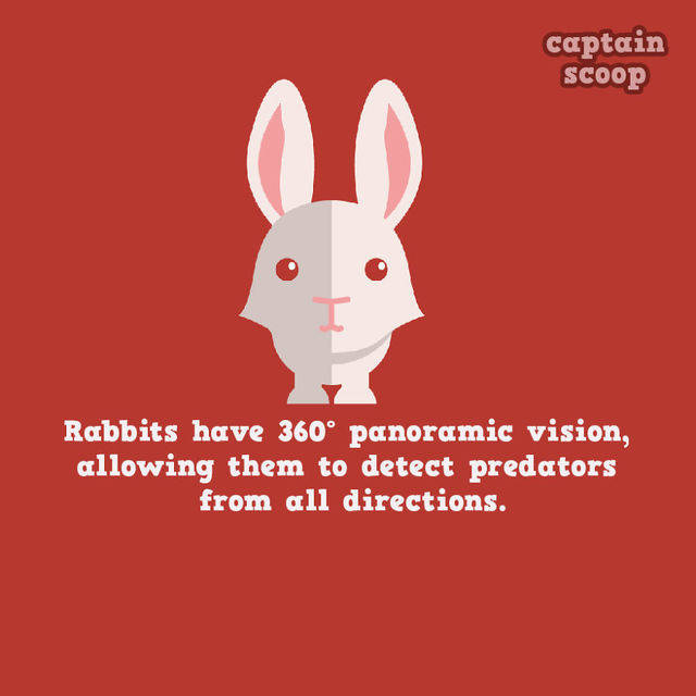 1441954819 15 amazing facts you didnt know about animals11 880