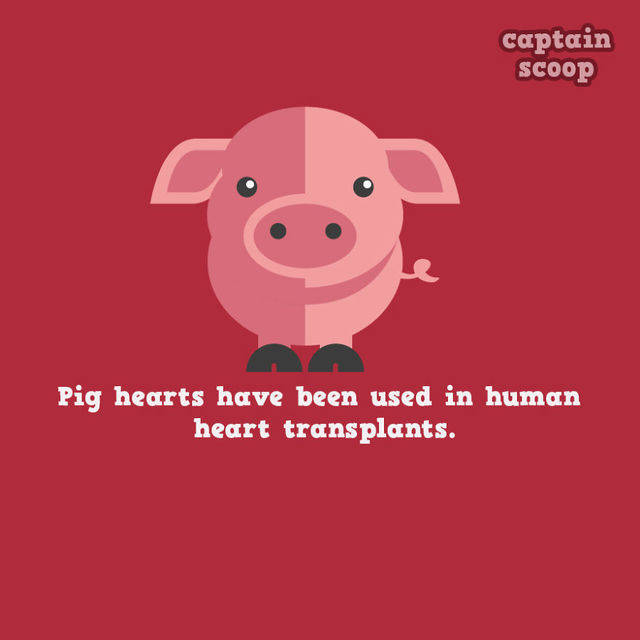 https://image.sistacafe.com/images/uploads/content_image/image/35420/1441955287-15-Amazing-Facts-You-Didnt-Know-About-Animals12__880.jpg