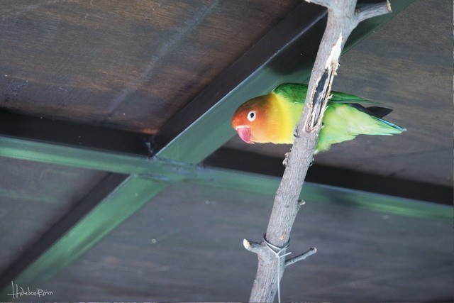 image_357258