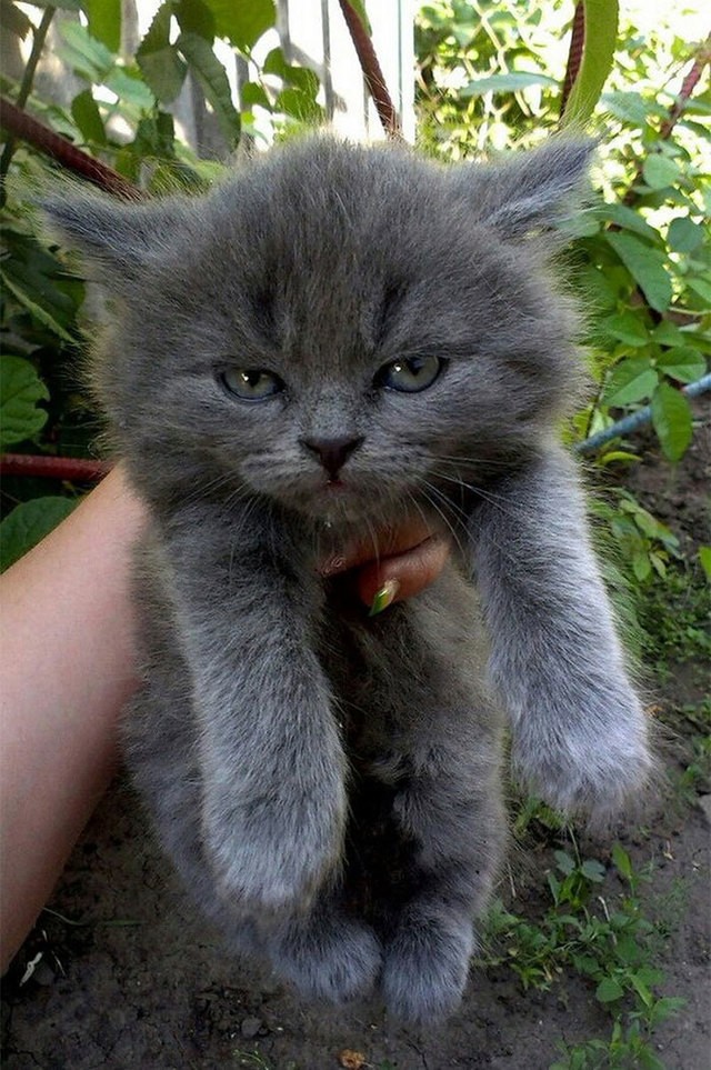 1495030163 angry kittens 19 591afc4d0684b  700