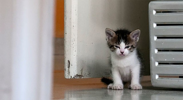 1495030251 angry kittens 11 591af1a7be338  700