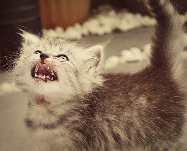1495030282 angry kittens 13 591af25639e6f  700