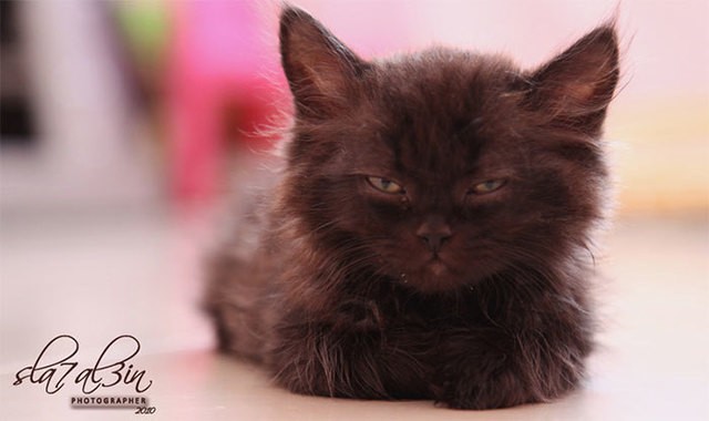 1495030393 angry kittens 18 591af44b44b28  700