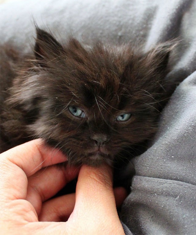1495030420 angry kittens 12 591af1eb9a765  700