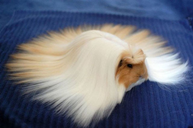 1495112065 animal hair 61 58fdd22da1f8b  700