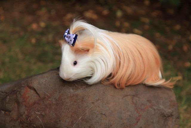 1495112129 guinea pig silkie 0026 58fdd1c6c35da  700