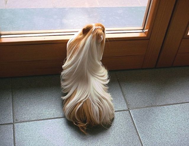 1495112297 long haired guinea pigs 58fdde48d75f4  700