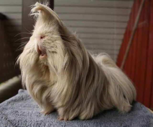1495112313 long haired guinea pigs 58fded24592b6  700
