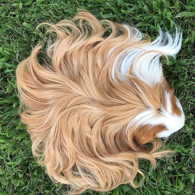 1495112353 long haired guinea pigs 58fde6ce7d342  700