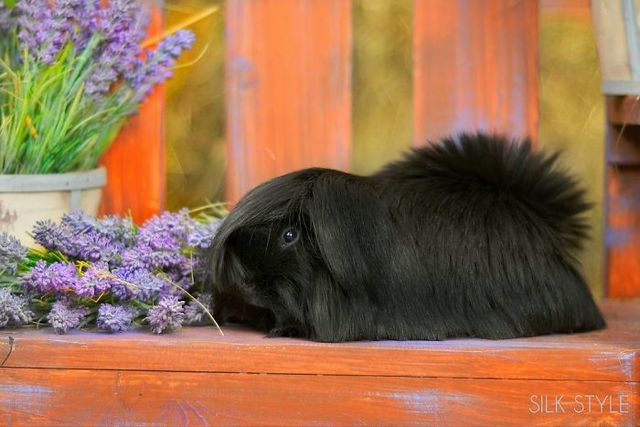 1495112376 long haired guinea pigs 58fde8cb7b13f  700