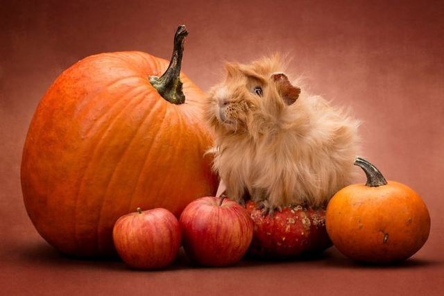 1495112572 long haired guinea pigs 58fde51f43502  700