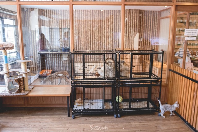 รีวิว คาเฟ่สัตว์ The Animal Cafe