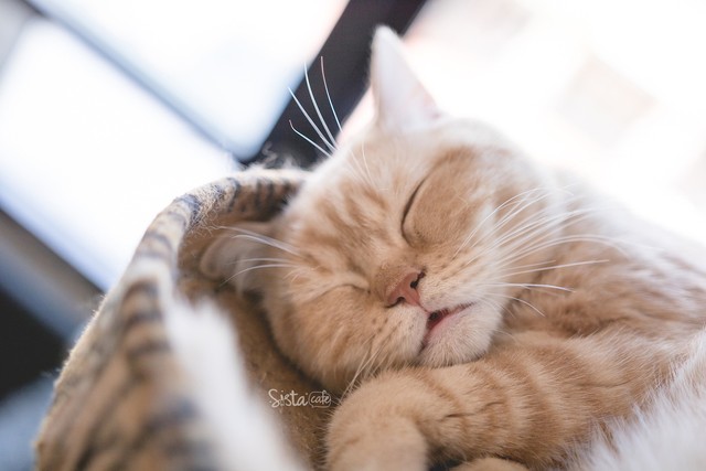 รีวิว คาเฟ่สัตว์ The Animal Cafe