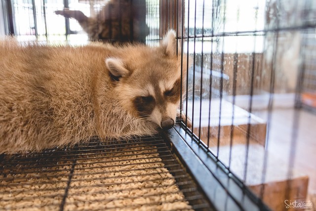 รีวิว คาเฟ่สัตว์ The Animal Cafe