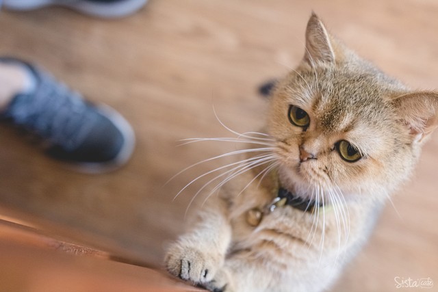 รีวิว คาเฟ่สัตว์ The Animal Cafe
