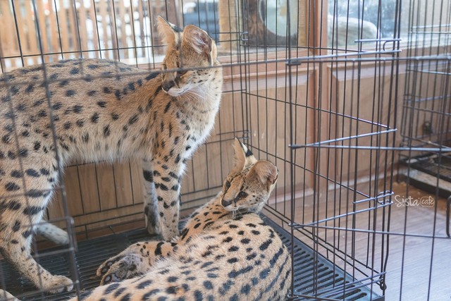 รีวิว คาเฟ่สัตว์ The Animal Cafe
