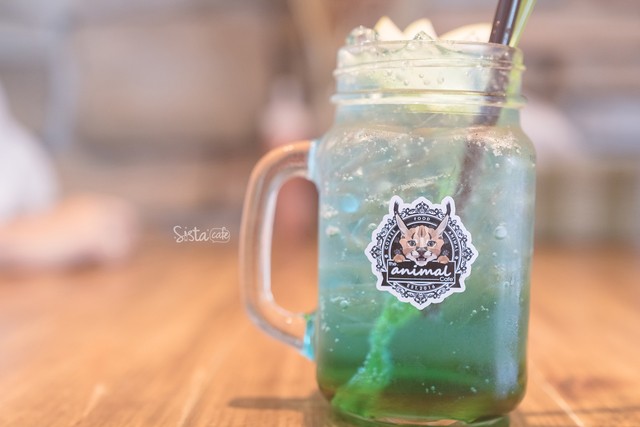 รีวิว คาเฟ่สัตว์ The Animal Cafe